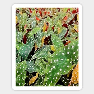 begonia plants Magnet